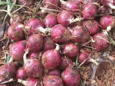 大理弥渡彩霞洋葱种植基地
