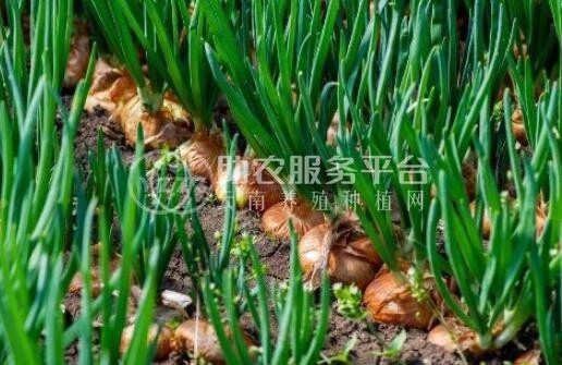 大理弥渡彩霞洋葱种植基地图2