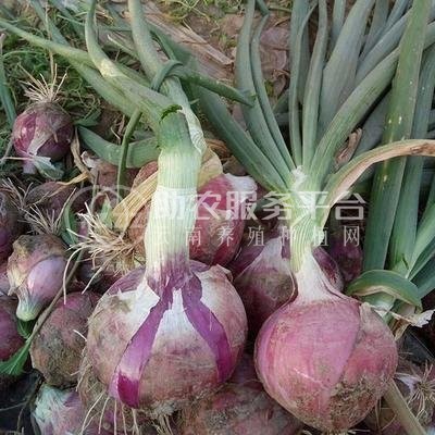 大理弥渡彩霞洋葱种植基地图3