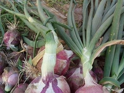 大理弥渡彩霞洋葱种植基地图3