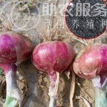 大理弥渡彩霞洋葱种植基地图5