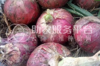 大理弥渡彩霞洋葱种植基地图7