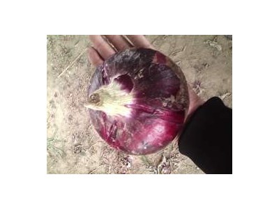 大理弥渡彩霞洋葱种植基地图8