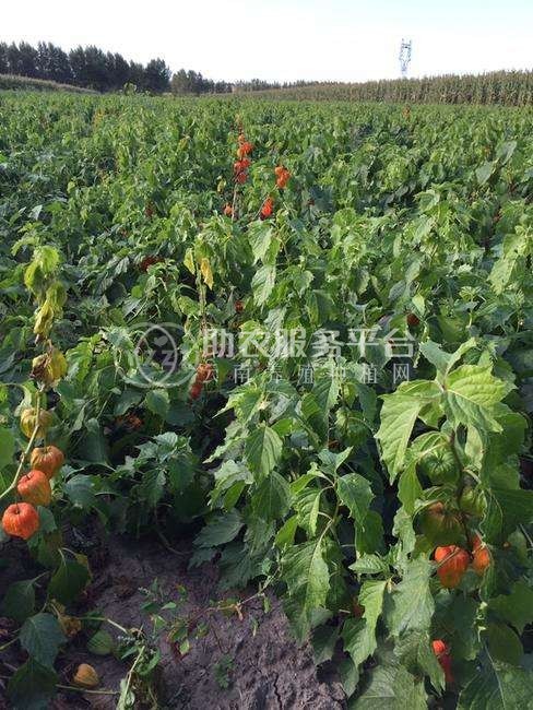 楚雄姑娘果种植基地5吨图1