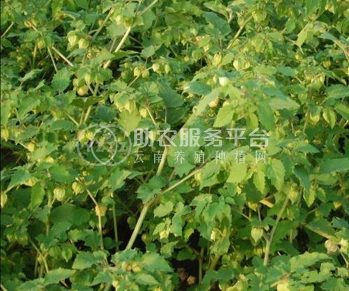 楚雄姑娘果种植基地5吨图2