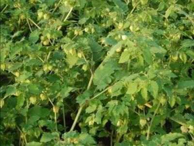 楚雄姑娘果种植基地5吨图2
