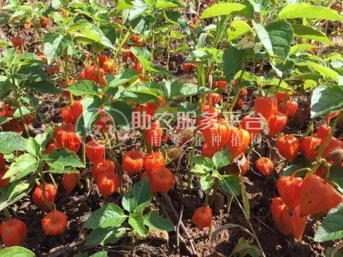 楚雄姑娘果种植基地5吨图3