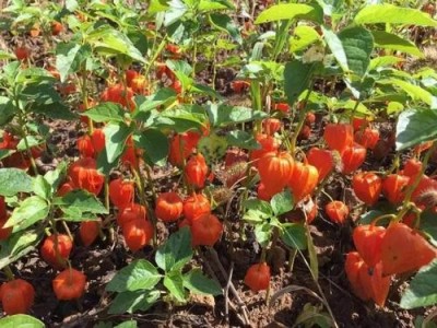 楚雄姑娘果种植基地5吨图3