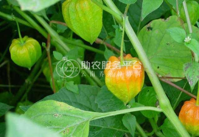 楚雄姑娘果种植基地5吨图4
