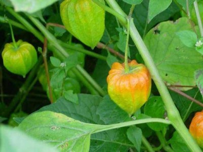 楚雄姑娘果种植基地5吨图4