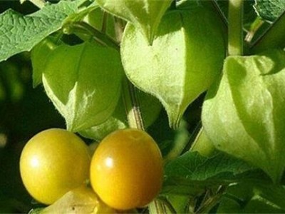 楚雄姑娘果种植基地5吨图5