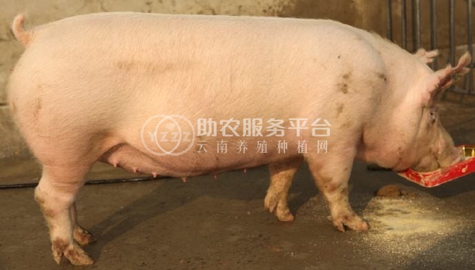 大理母猪养殖合作社供应量500头图5