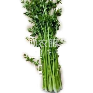 大理弥渡芹菜种植基地 供应量 20吨图1