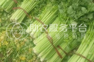 大理弥渡芹菜种植基地 供应量 20吨图2