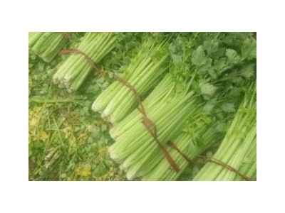 大理弥渡芹菜种植基地 供应量 20吨图2