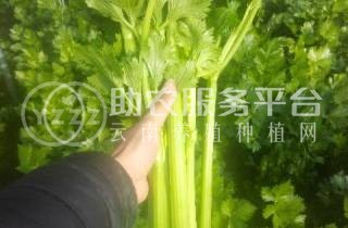 大理弥渡芹菜种植基地 供应量 20吨图3