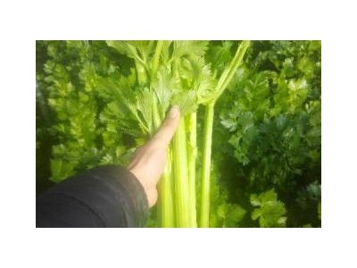 大理弥渡芹菜种植基地 供应量 20吨图3