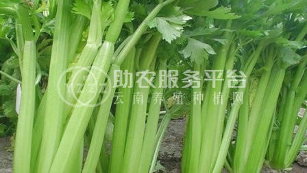 大理弥渡芹菜种植基地 供应量 20吨图4