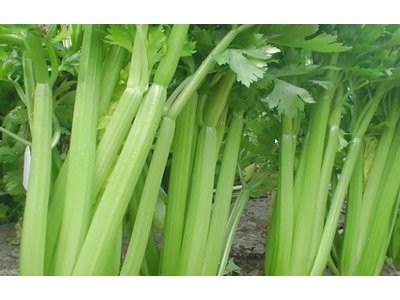 大理弥渡芹菜种植基地 供应量 20吨图4