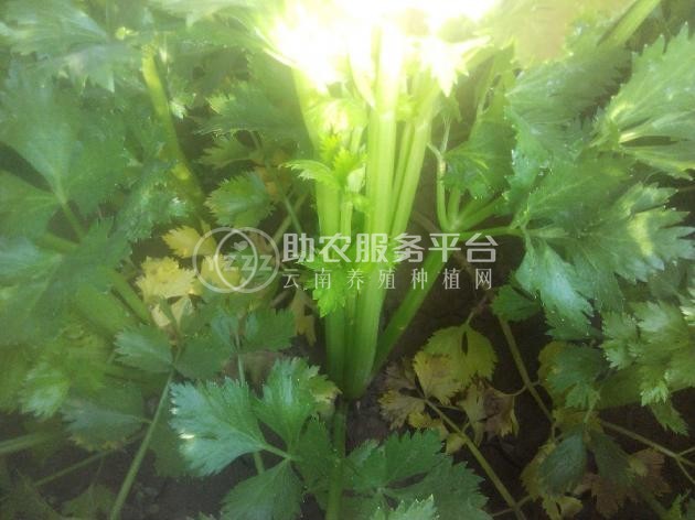 大理弥渡芹菜种植基地 供应量 20吨图5