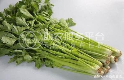 大理弥渡芹菜种植基地 供应量 20吨图6