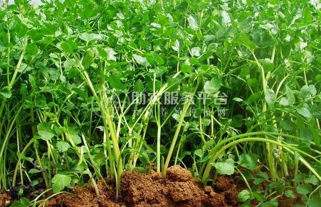 大理弥渡芹菜种植基地 供应量 20吨图7