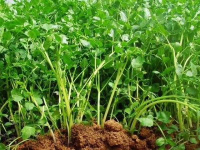 大理弥渡芹菜种植基地 供应量 20吨图7