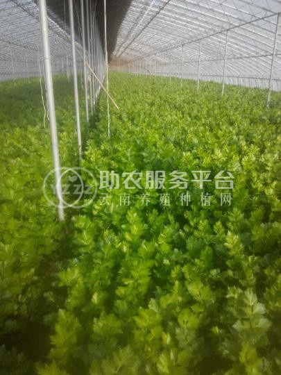 大理弥渡芹菜种植基地 供应量 20吨图8