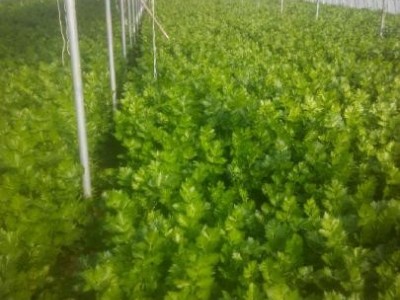 大理弥渡芹菜种植基地 供应量 20吨图8
