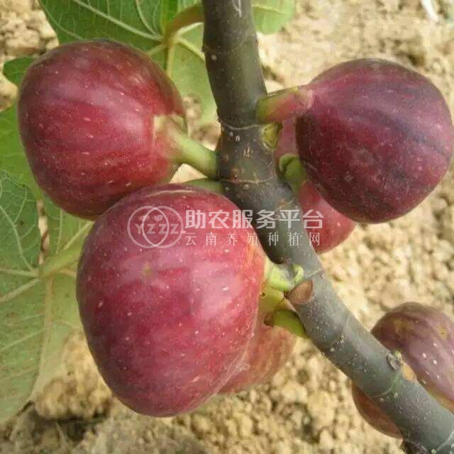 景洪无花果种植基地10吨图2