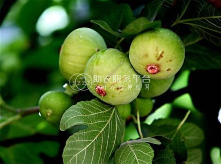 景洪无花果种植基地10吨图3