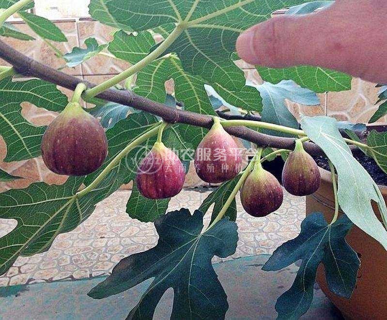 景洪无花果种植基地10吨图4