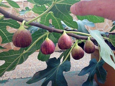 景洪无花果种植基地10吨图4
