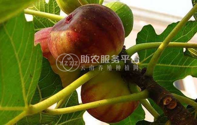 景洪无花果种植基地10吨图5