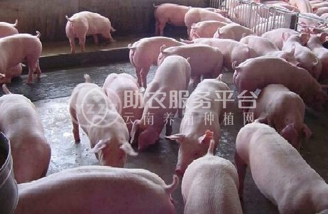 大理仔猪养殖合作社供应量1000头图2