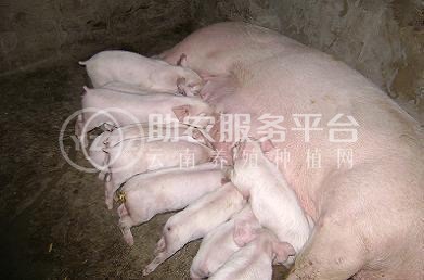 大理仔猪养殖合作社供应量1000头图3