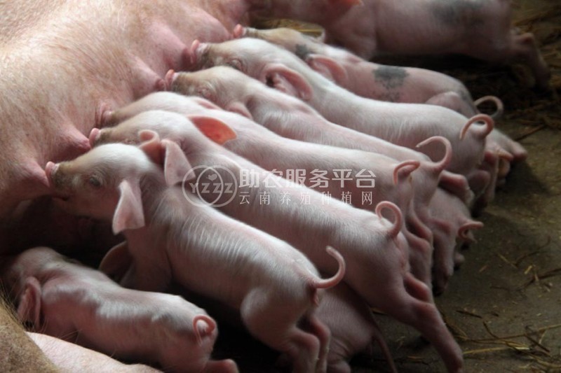 大理仔猪养殖合作社供应量1000头图4