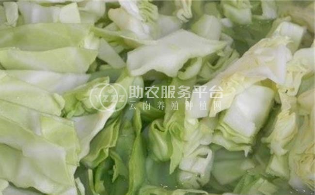大理弥渡甘蓝种植基地 供应量  40吨图1