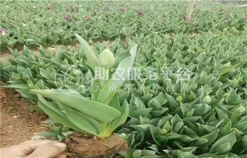 大理弥渡甘蓝种植基地 供应量  40吨图3