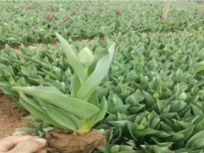 大理弥渡甘蓝种植基地 供应量  40吨图3
