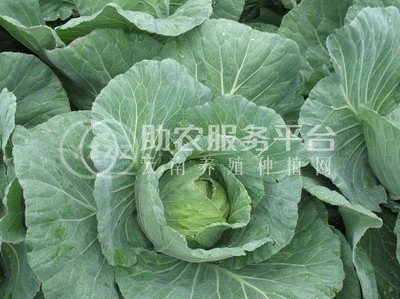 大理弥渡甘蓝种植基地 供应量  40吨图5