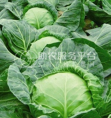 大理弥渡甘蓝种植基地 供应量  40吨图6