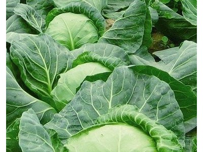 大理弥渡甘蓝种植基地 供应量  40吨图6
