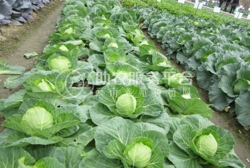 大理弥渡甘蓝种植基地 供应量  40吨图7