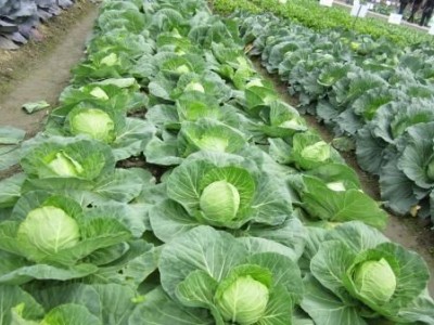 大理弥渡甘蓝种植基地 供应量  40吨图7