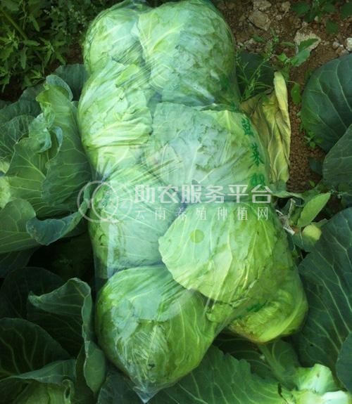大理弥渡甘蓝种植基地 供应量  40吨图8