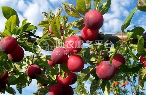 德宏李子种植基地供应10吨图1