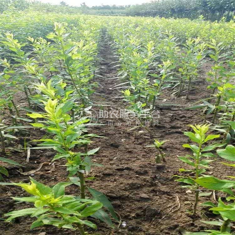 德宏李子种植基地供应10吨图2