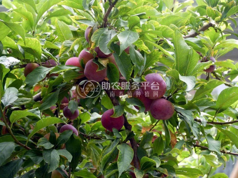 德宏李子种植基地供应10吨图3