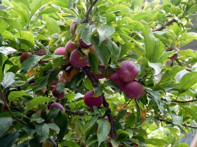 德宏李子种植基地供应10吨图3